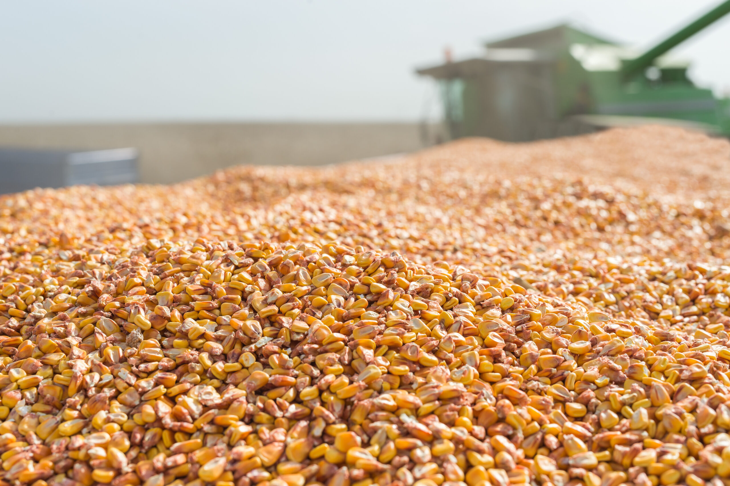 Grain corn closeup on field